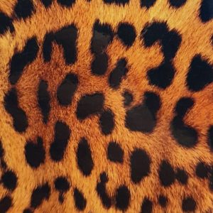 Kaitsekile Evelatus Universal Leopard Colorful Film for Screen Cutter 