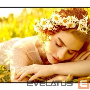Monitorid LG  DISPLAY LCD 43" 4K/43UL5Q-E 